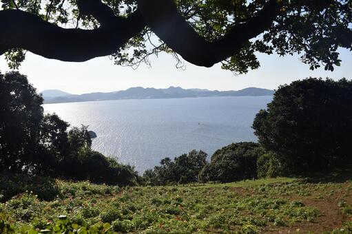 海の見える風景 海の見える風景 木,風景,水域の写真素材