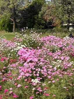 コスモス畑 コスモス,コスモス畑,お花畑の写真素材