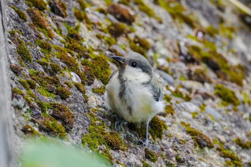 シジュウカラの若鳥⑵ シジュウカラの若鳥⑵の写真
