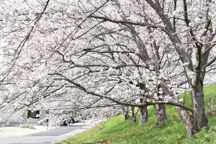 桜並木 桜,ピンク,春の写真素材