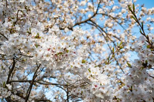 Photo, cherry blossoms, full bloom, yoshino cherry tree, 
