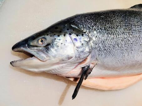 サーモン　頭部 サーモン,魚,鮮魚の写真素材