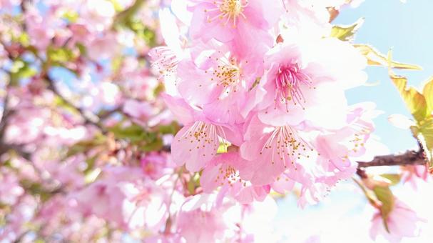 煌びやかな桜 煌びやかな桜の写真
