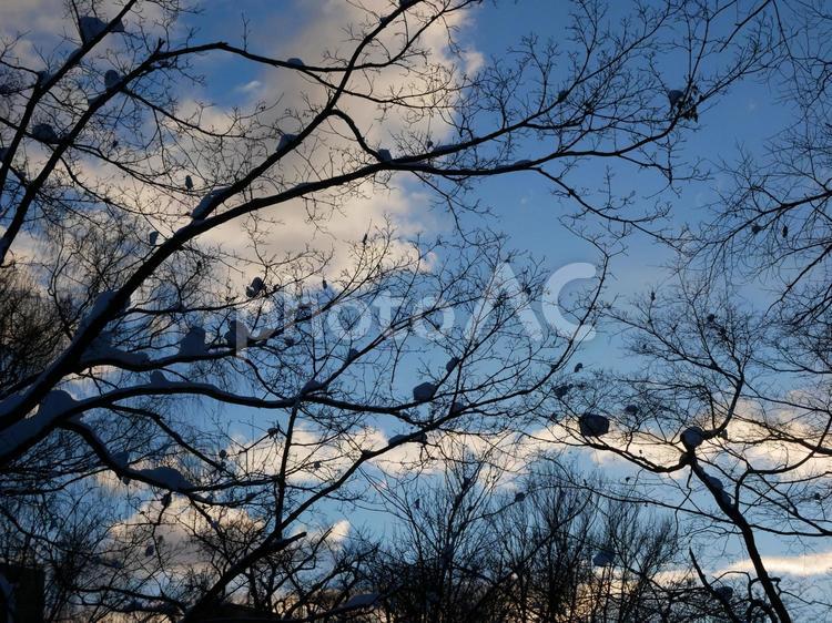 森のシルエット 空,冬,景色の写真素材