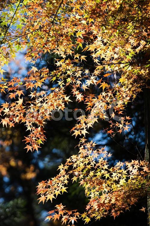 美しい京都の秋、紅葉の風景 紅葉,紅葉狩り,モミジの写真素材