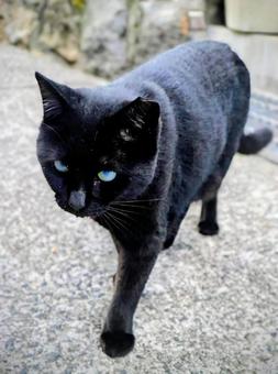 タンゴが聞こえる タンゴが聞こえる 動物,猫,黒猫の写真素材