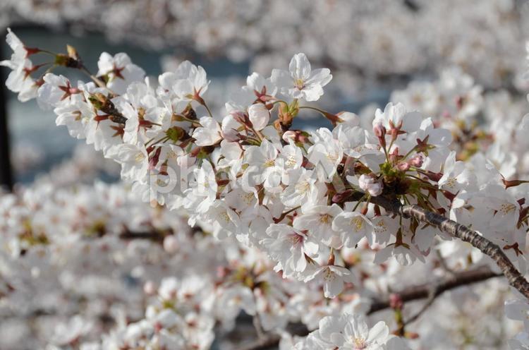 桜　花びら　花見　春　新生活　素材　背景 桜,花びら,花見の写真素材