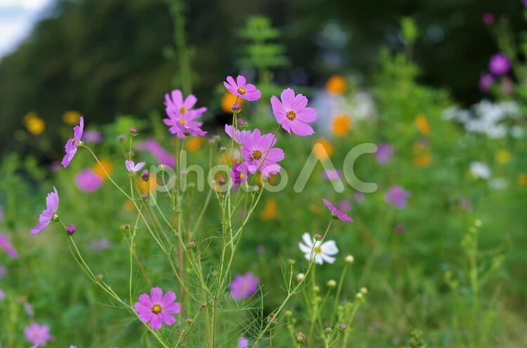 コスモスの花のイメージ コスモス,花,花畑の写真素材