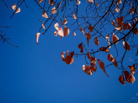 茶色く紅葉した桜の葉と青空 晩秋,青空,日射しの写真素材
