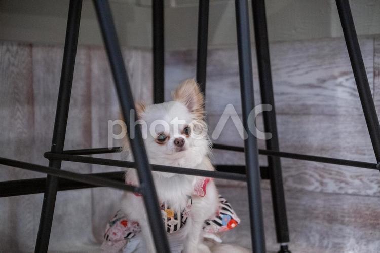 チワワ チワワ,犬,ドッグカフェの写真素材
