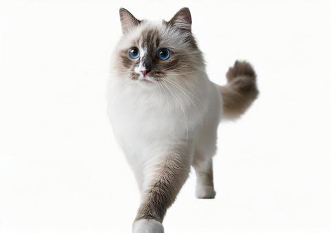 ラグドール猫 ラグドール猫の写真