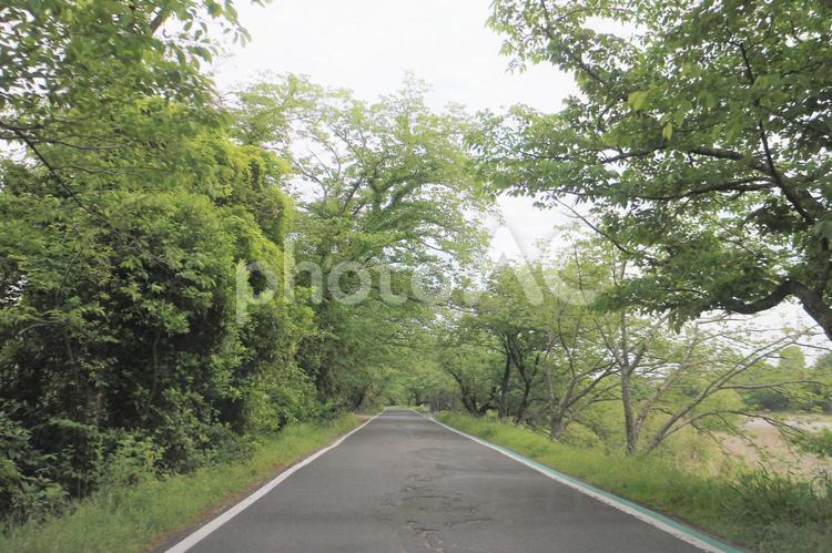 新緑の桜並木の路 新緑,若葉,緑の写真素材