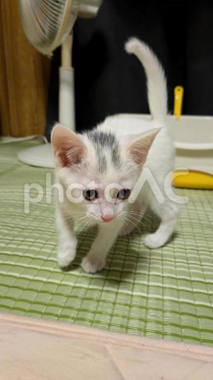 猫、仔猫、白猫 猫,仔猫,白猫の写真素材