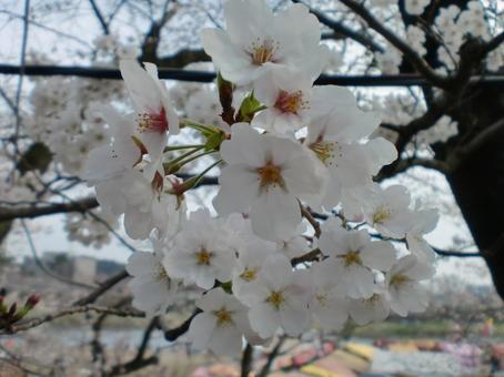 桜 桜の写真