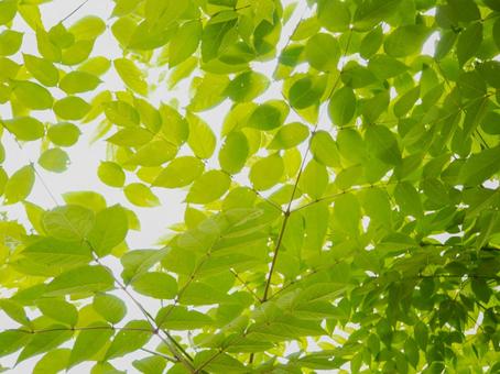 Photo, fresh green, green leaves, young leaves, 