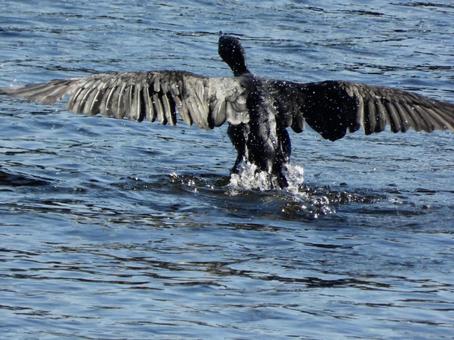 川面から飛び立つ川鵜 川面から飛び立つ川鵜の写真