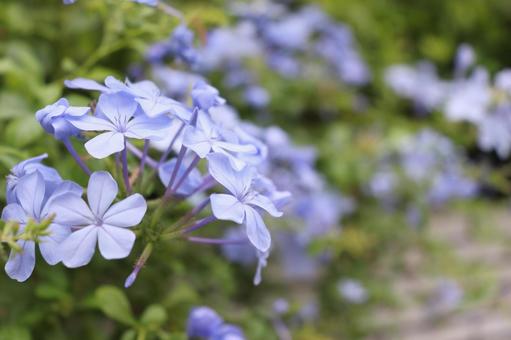 ルリマツリの写真