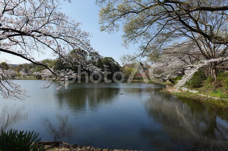 横浜, 三ツ池公園の桜と池 桜,三ツ池公園,横浜の写真素材