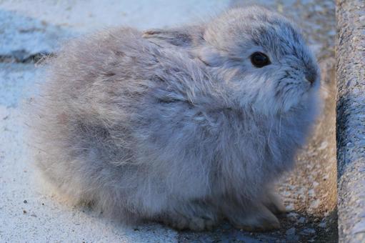 Photo, rabbit, baby, gray, 