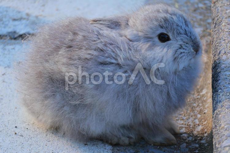 ふわふわのウサギの赤ちゃん ウサギ,兎,赤ちゃんの写真素材