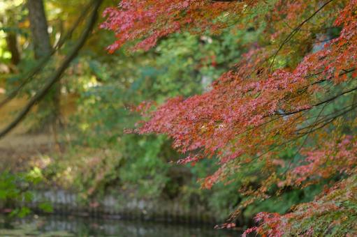 紅葉 紅葉の写真