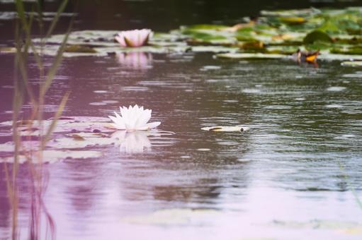 雨粒の波紋に浮かぶロマンチックな睡蓮 雨粒の波紋に浮かぶロマンチックな睡蓮の写真
