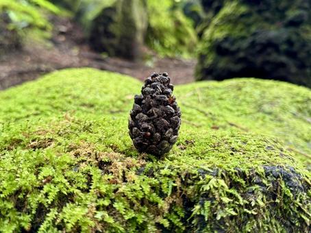 苔の上の松ぼっくり 苔の上の松ぼっくり 松ぼっくり,苔,切り株の写真素材