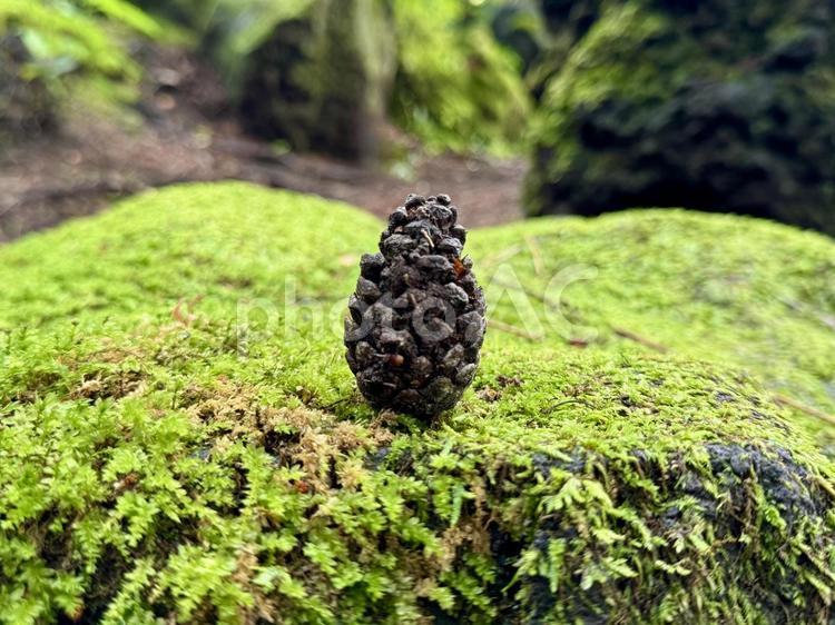 苔の上の松ぼっくり 松ぼっくり,苔,切り株の写真素材