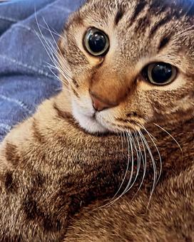 キジトラ キジトラの写真