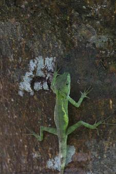 キノボリトカゲ　やんばるの森 トカゲ,爬虫類,世界自然遺産の写真素材