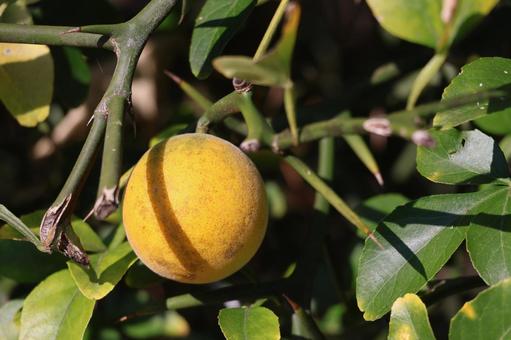 色づくカラタチの実のなる木の枝のアップ 色づく,カラタチ,実の写真素材