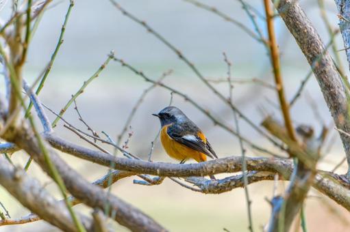 枝にとまるジョウビタキの雄 枝にとまるジョウビタキの雄 ジョウビタキ,鳥,野鳥の写真素材