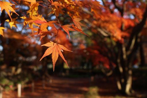 Autumn leaves path, JPG