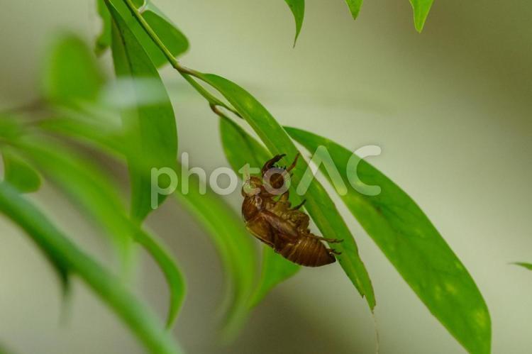 葉っぱの裏にセミの抜け殻がある せみ,蝉,抜け殻の写真素材