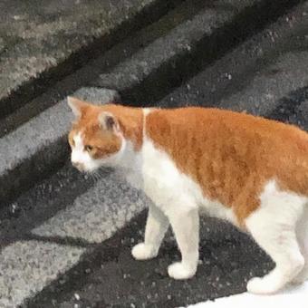 茶と白の猫 茶と白の猫の写真