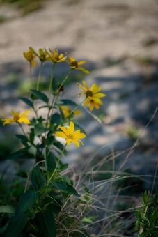 キクイモ キクイモ,花,黄色の写真素材