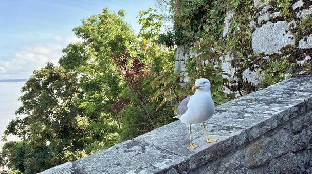 モン・サン・ミッシェルのカモメ モン・サン・ミッシェルのカモメの写真