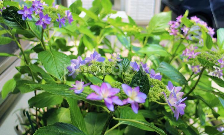 ガクアジサイ　5月 アジサイ,ガクアジサイ,青い花の写真素材
