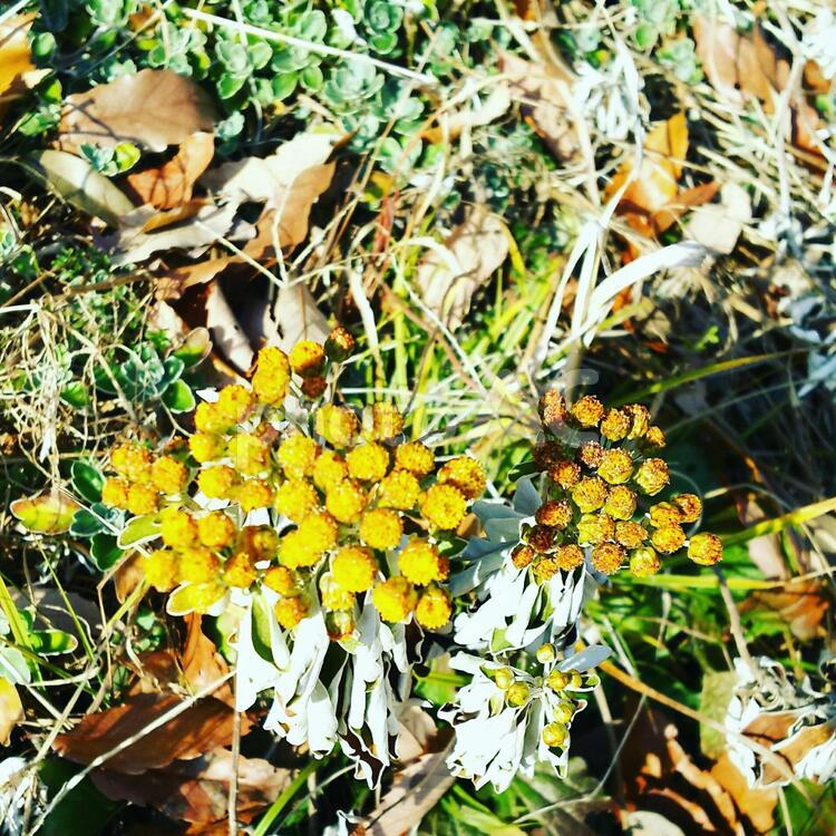 イソギクの花 イソギク,冬,大写しの写真素材