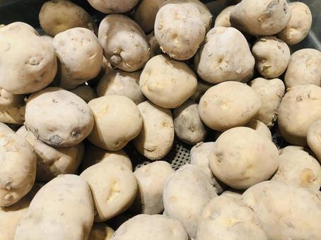 収穫された土付きのじゃがいも じゃがいも,ポテト,穀物の写真素材