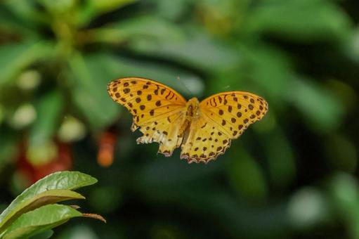 Photo, প্রজাপতি, মাছি, পোকা, 