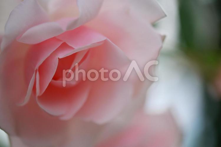 淡いピンクの薔薇の花 花,バラ,植物の写真素材