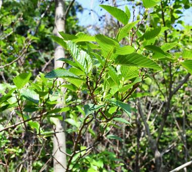 オオバヤシャブシの木 オオバヤシャブシ,雌花,グリーンの写真素材