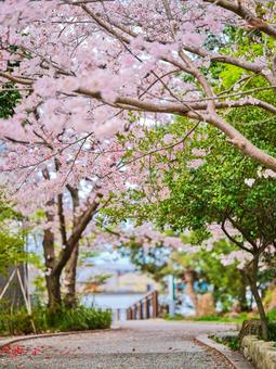 桜 桜の写真