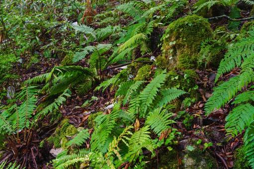 シダ植物 シダ,緑,自然の写真素材