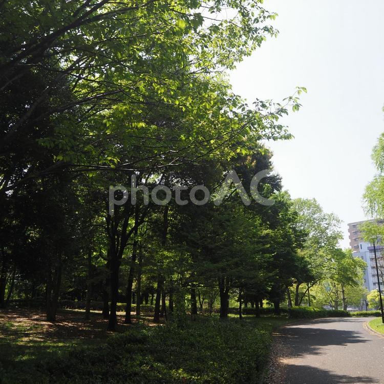 初夏の東京・新緑の木場公園＆街（江東区） 初夏,新緑,木場公園の写真素材