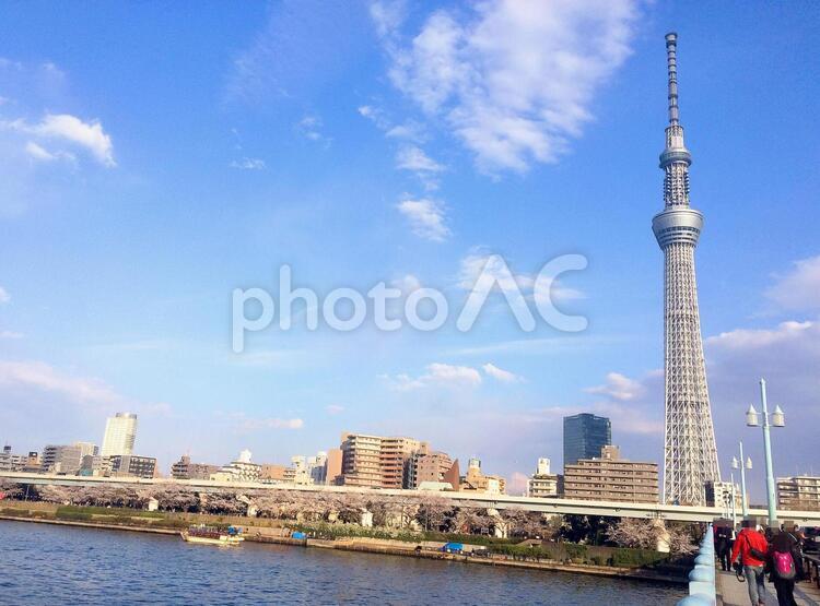 東京風景・隅田川／言問橋 言問橋,隅田川,桜の写真素材