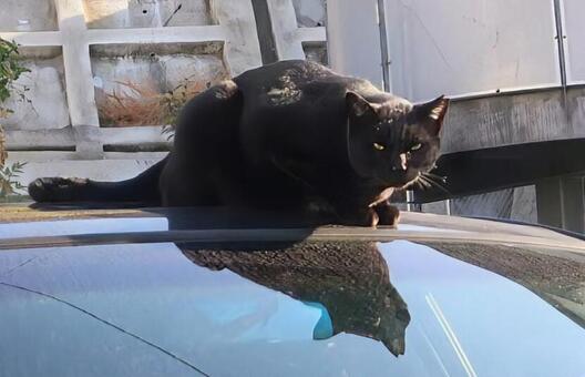 車の上の鏡 黒猫,動物,catの写真素材