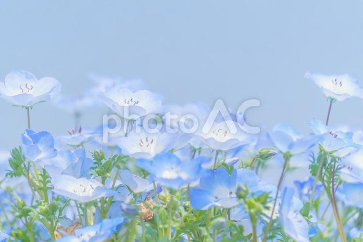 ネモフィラと青空のブルーの背景 花,ネモフィラ,春の写真素材