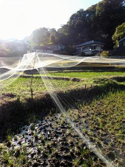 秋晴れの陽が当たる郊外の水田 田畑,田んぼ,水田の写真素材
